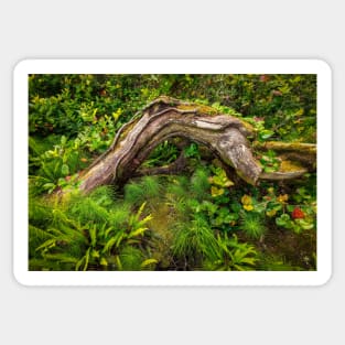 Forest floor, Pacific Rim National Park Sticker